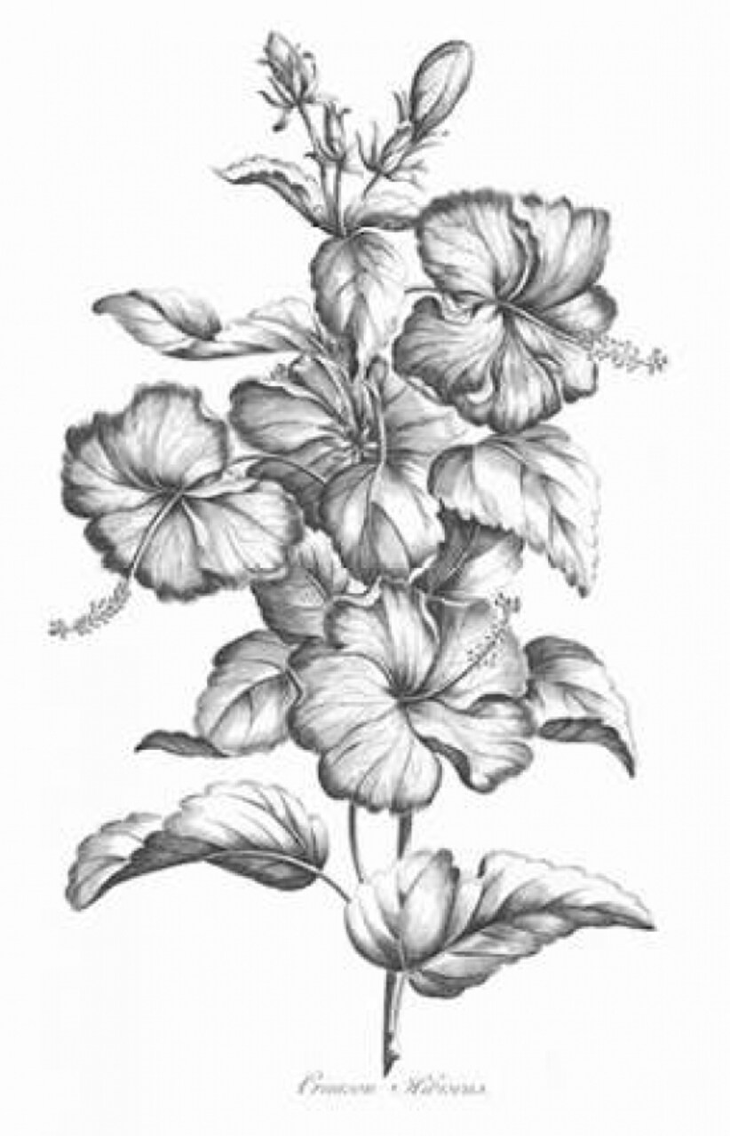 Crimson Hibiscus Poster Print by John Hill - Item # VARPDXJH24